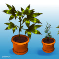 Are there any differences in how different strains of cannabis containing different levels of delta-9-thc affect people differently?