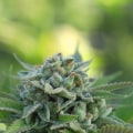 What are the short-term effects of delta 9 thc?