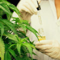 How is delta 9 thc metabolized in the body?