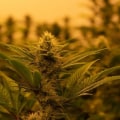 Does delta 9 thc help with pain?