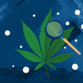 Are there any differences in how delta-9-thc affects people with different medical conditions differently?