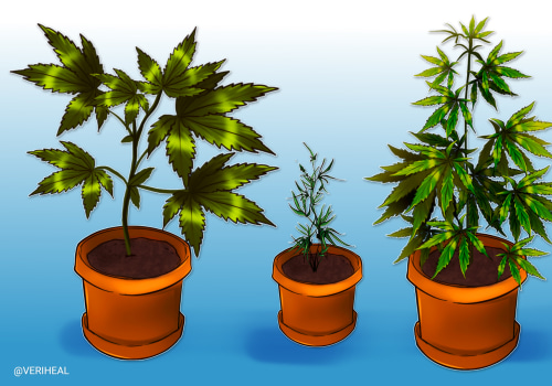 Are there any differences in how different strains of cannabis containing different levels of delta-9-thc affect people differently?