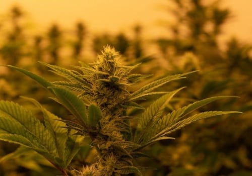 Does delta 9 thc help with pain?